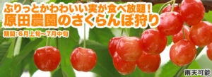 【宇都宮・上三川・佐野発着】群馬なのに台湾？佛光山法水寺と初夏のさくらんぼ満喫【さくらんぼ狩り】【昼食付】3
