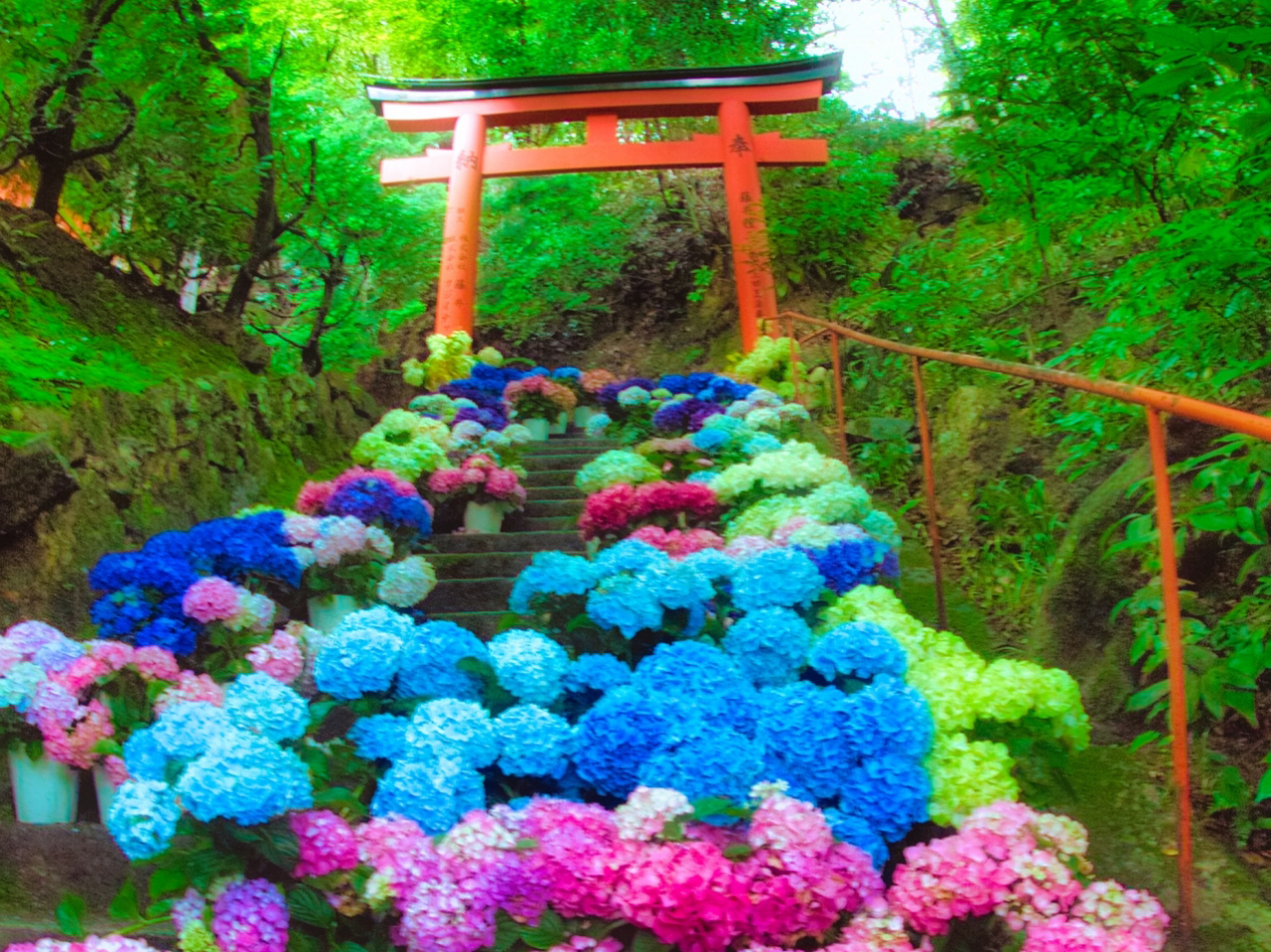 京の夏花物語！「楊谷寺あじさいウィークと美しき花手水」＆「大原三千院あじさい祭」【大和八木・橿原神宮・五位堂発】1