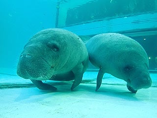 ◎【那覇・北谷・恩納村発/北部観光】ラド美ら海号（美ら海水族館入館券なし）『沖縄1日観光バスツアー』8箇所より乗降車可能！★「万座毛」→「沖縄美ら海水族館(水族館入館券は含まれません)」→「古宇利島」→「ナゴパイナップルパーク」→「御菓子御殿」★￥5,600～￥5,900★1
