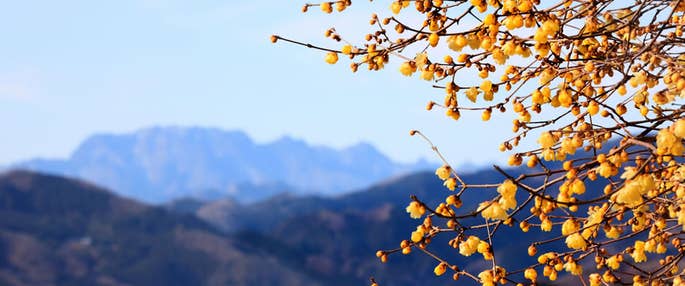 三十槌の氷柱と宝登山蝋梅（ろうばい）観賞冷えた体は深さ1,000mから湧き出す温泉でぽかぽか！