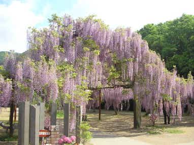 【出雲・松江・米子発】和気藤公園とさわやか蒜山高原 日帰り