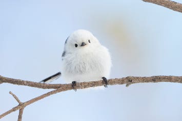 【熊本空港発】 《野鳥観察》白銀の北海道「雪の妖精」シマエナガを捜せ！ （３日間）