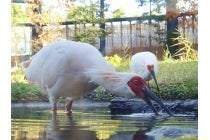 【名古屋駅発】＊２泊７食付＊『みどころたっぷり おけさの佐渡ケ島　２泊３日』2