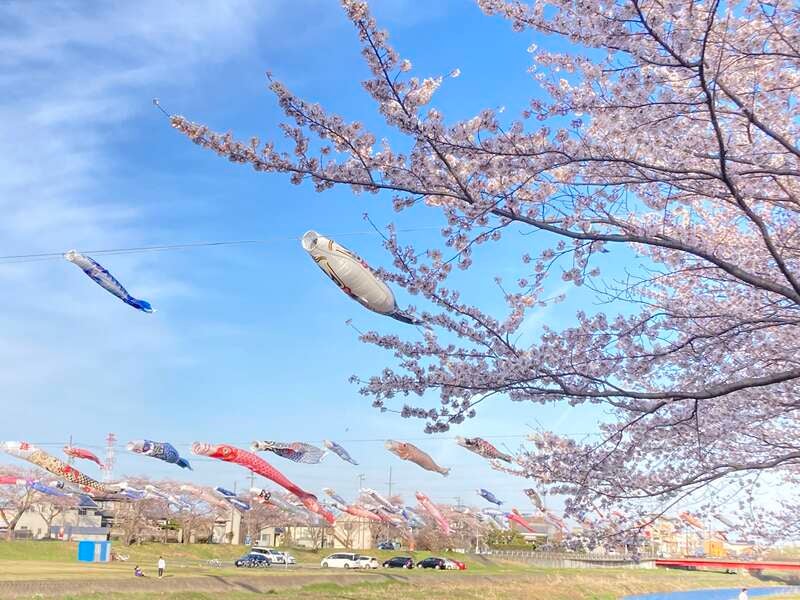 【京滋エリア発】 日本三大桜・根尾の淡墨桜と・谷汲山華厳寺の桜巡りと いちご食べ放題　日帰り3