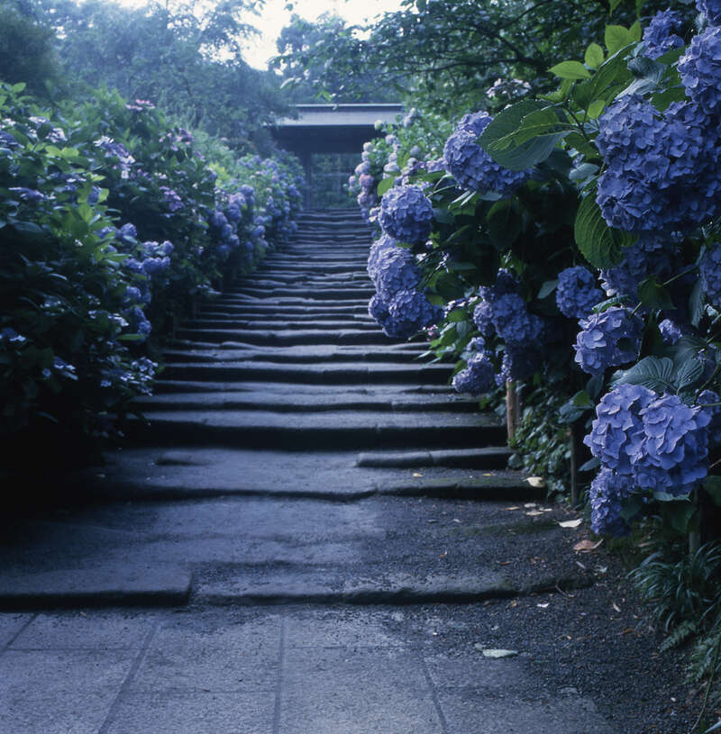 【青森空港発】 華やぐ初夏を彩る花の競演！ アジサイ寺鎌倉明月院　水郷町潮来　100万本のアヤメ　見物　3日間1