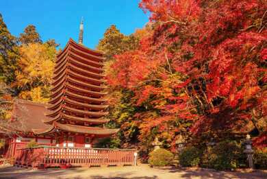 名刹が彩る紅葉の奈良2日間～依水園・室生寺・長谷寺・談山神社～1