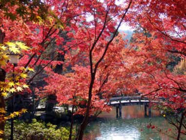 【京滋エリア発】 【京都紅葉決定版!】約3,000本!もみじの永観堂・実相院「床もみじ」・南禅寺 3つの紅葉名所めぐり 日帰り
