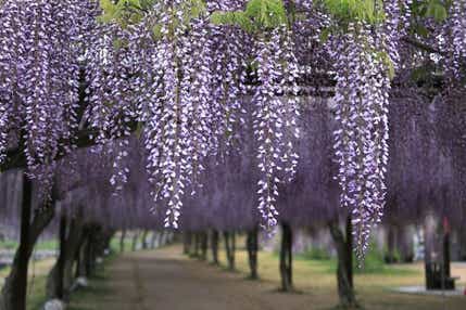 【高知県内発】 陽春の岡山を満喫！種類の多さ日本一の「和気町藤公園」と季節の花咲く「ドイツの森」　日帰り