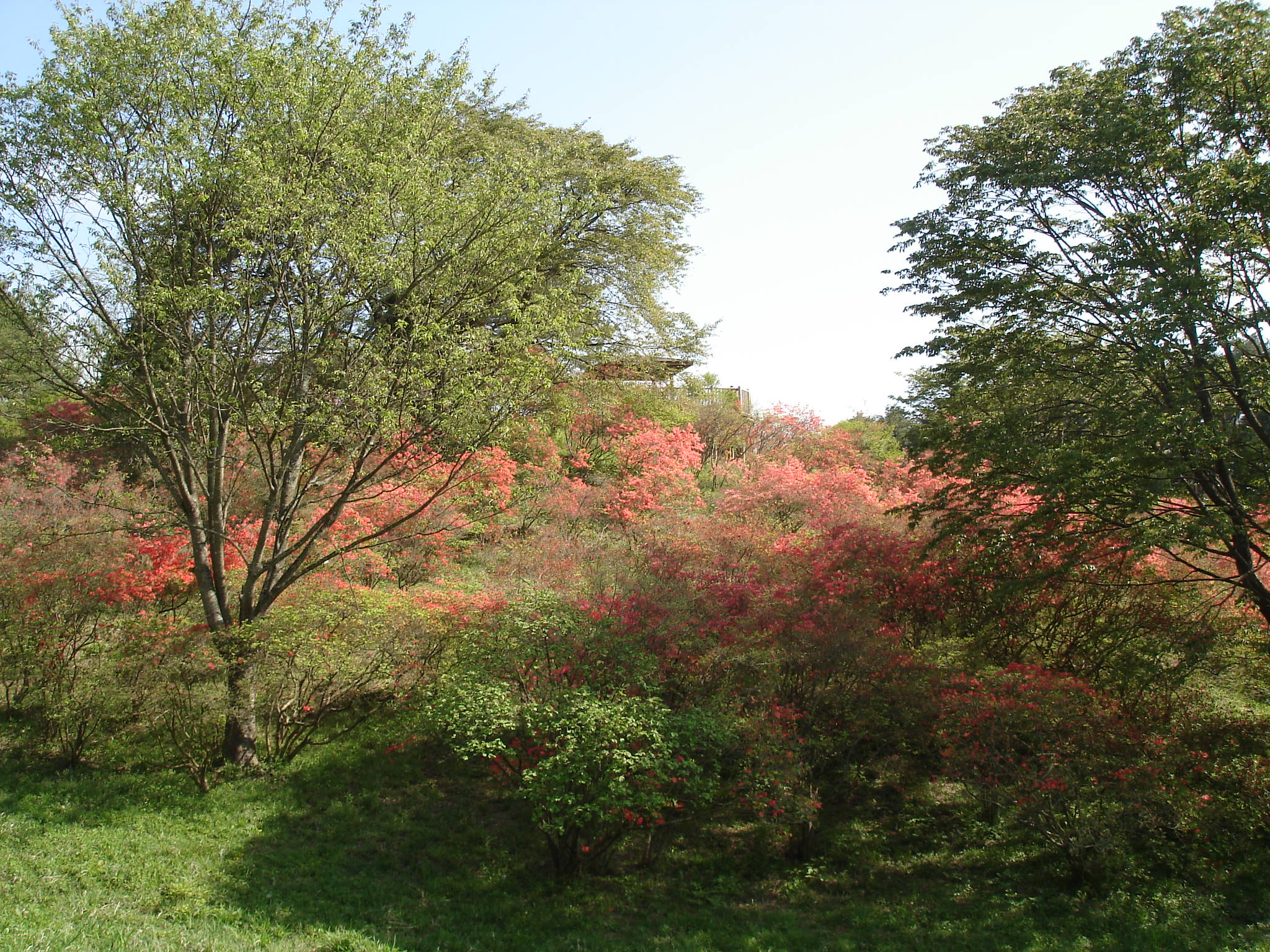 ★催行決定あり★《ハイキング》【京成船橋発】　茨城県植物園＆県民の森ウォーキング＜コースNo.26-1037＞（京成トラベル）1