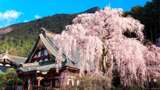 ＜Web割対象商品＞【キングツアーバス旅】身延山久遠寺のしだれ桜と慈雲寺イトザクラ　湯葉懐石ランチ＆新鮮フルーツごろっと入ったフルーツサンド♪〔調布・府中発〕2