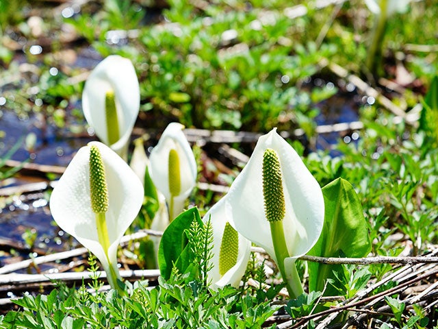 【名古屋発】■２０２６年５月３１日（日）■ミズバショウ咲く「尾瀬ケ原」　１泊２日　♪名鉄の泊りハイキング1