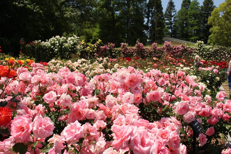 ＜兵庫＞播磨中央公園2500株のバラと加東市の天然記念物「クリンソウ」が可憐に咲く花の寺 播州清水寺【明石・西神中央・緑が丘出発】1