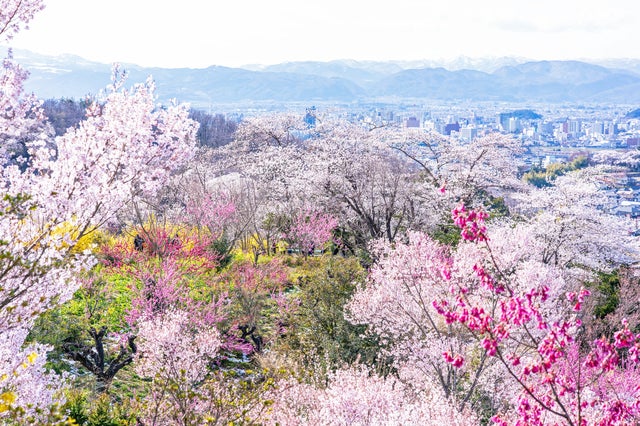 【栃木県内発】 日本三大桜「三春の滝桜」「花見山公園」「鶴ヶ城公園」「日中線しだれ桜」 みちのく南東北桜ハイライト　2日間2