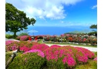 【野並・原・赤池発】＊日帰り軽食弁当付＊Ｌｅｔ’ｓハイキング！『三方五湖九々子湖を歩こう＆バラ咲き誇るレインボーライン山頂公園』3