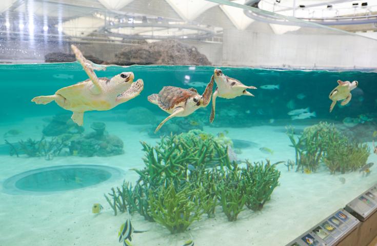【早割30】[横浜発]【千葉】海の感動×牧場の癒し！人気スポットめぐり２大テーマパークを満喫！鴨川シーワールド！＆マザー牧場！3