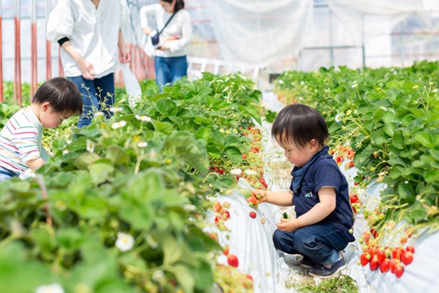 【新宿発】贅沢いちご狩り！なんと、10品種のいちごが食べ放題！！栃木県内人気No.1お花見スポット「天平の花まつり」＆真岡鐡道「SLキューロク館」で動く蒸気機関車を見学♪　日帰りバスツアー1