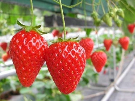 中部発　日帰り　お伊勢さんといちご狩り2