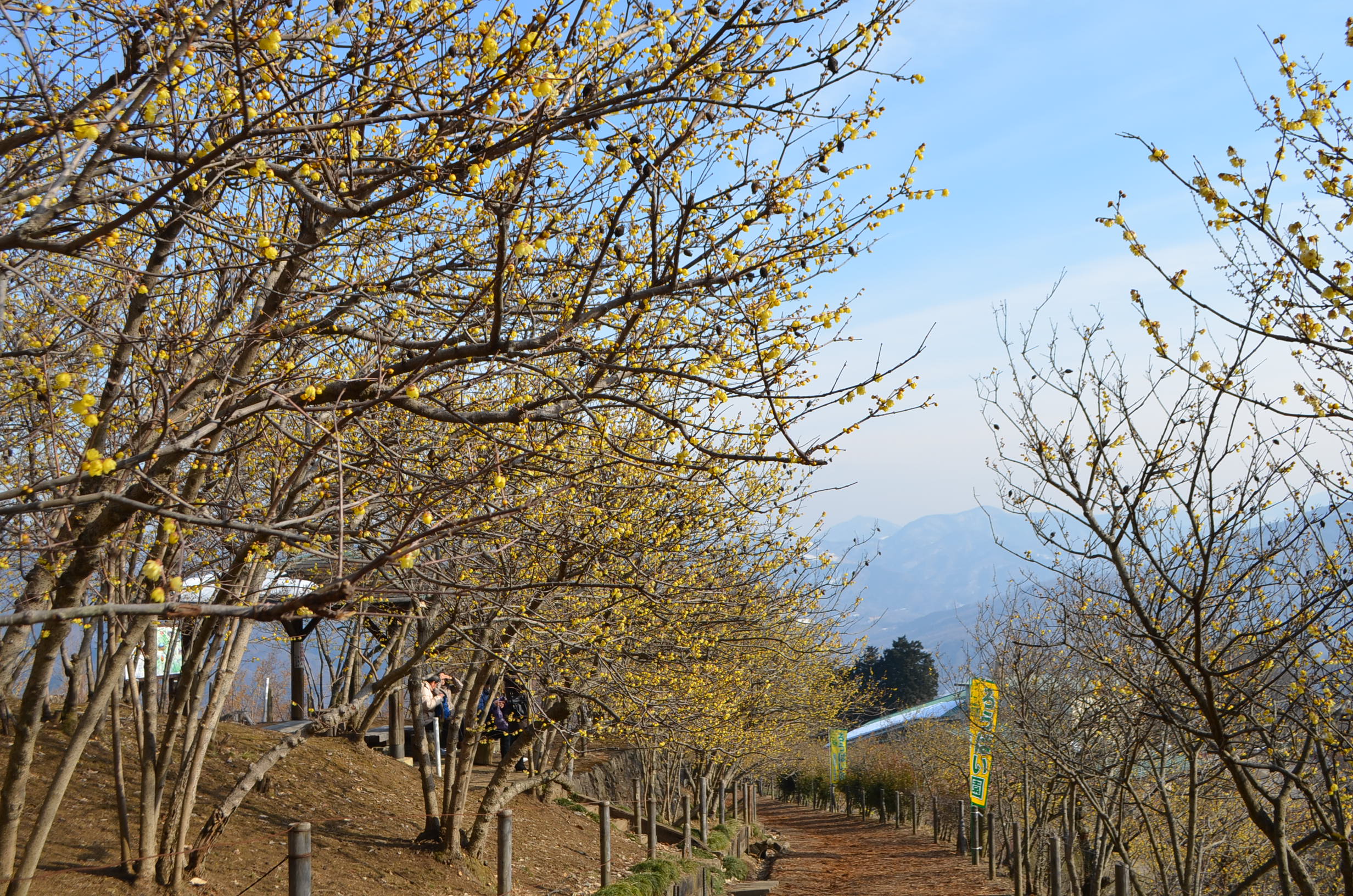 長瀞アルプスハイキングと甘い香りに誘われて一足早い春の訪れ宝登山の蠟梅鑑賞2