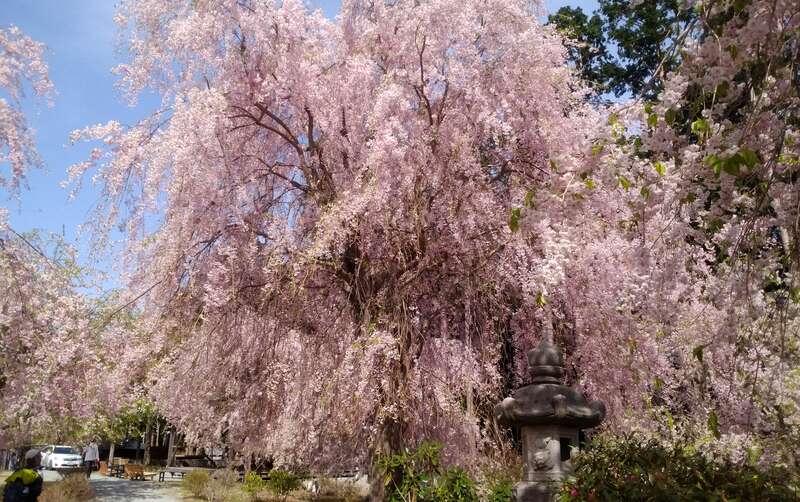 【和歌山市内ルート発】 奈良2つのしだれ桜 名所めぐり“⾼⾒の郷”＆“花の郷 滝⾕”と 三輪明神「⼤神神社」 ⽇帰り2