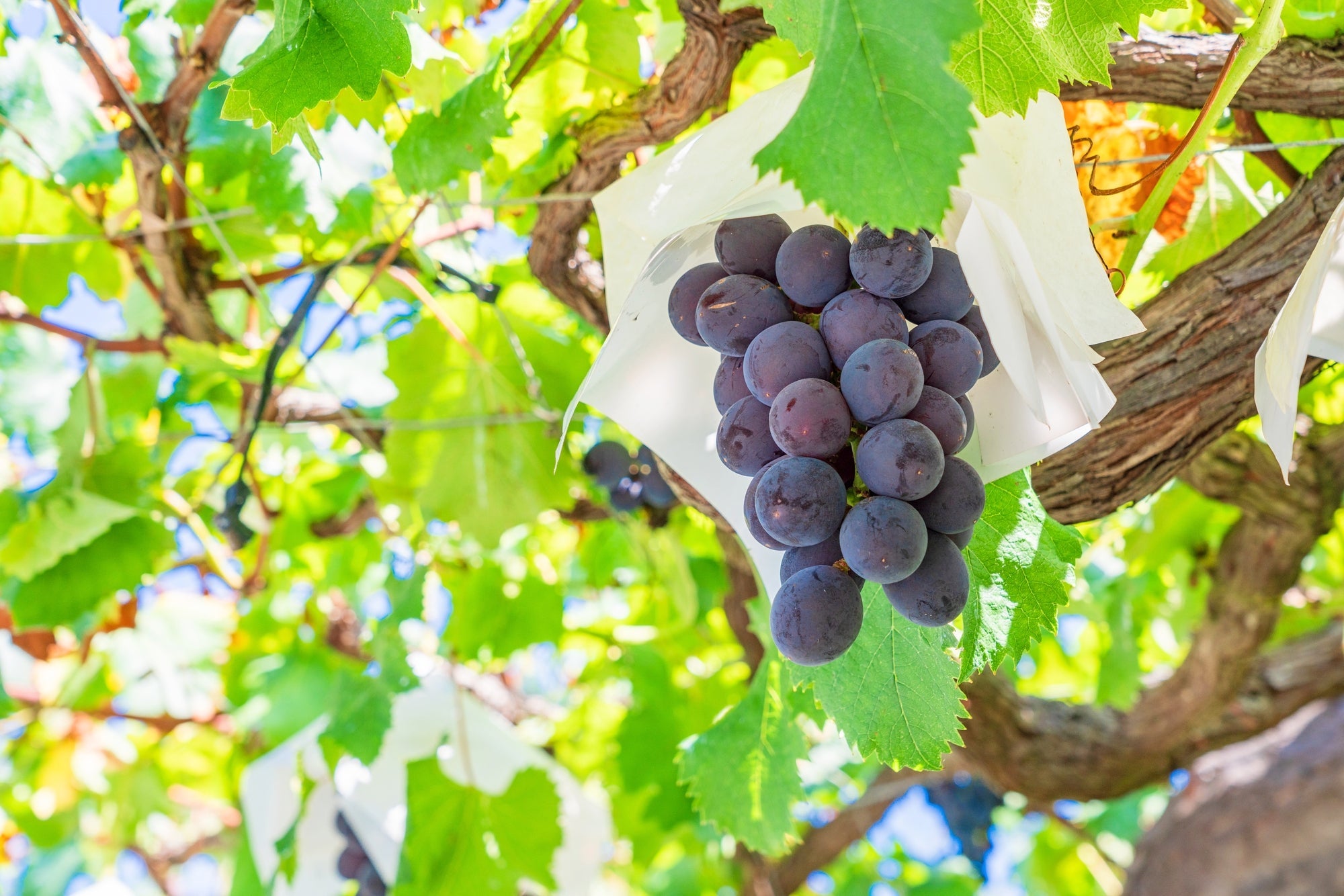 ＜女性限定ひとり旅＞『フルーツ王国「山梨」で白鳳狩り食べ放題と絶品「桃パフェ」 2日間』【名古屋駅出発】2