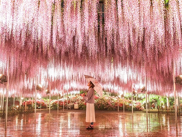 ■【栃木】夜を彩る★藤のライトアップ！世界一美しいふじのはな物語「あしかがフラワーパーク」＆果実畑の隠れ家でデザートビュッフェ＆宇都宮餃子®食べ歩き！1