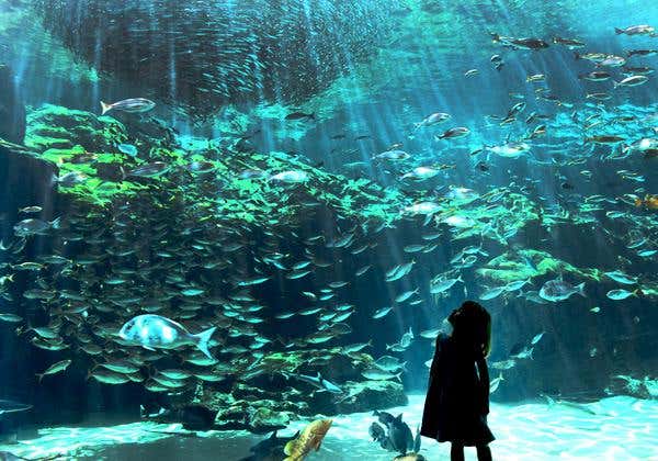 九十九島パールシーリゾート 白い女王パールクイーン号乗船と海きらら水族館3