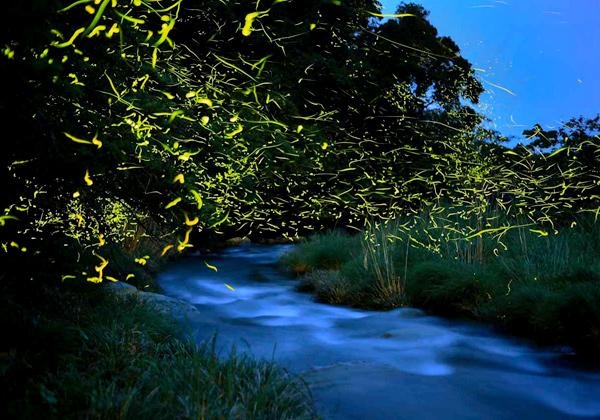 木屋川のホタル舟から見る幻想的なホタルとふくづくし膳2