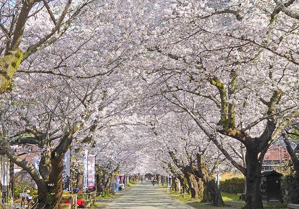 小京都秋月の桜トンネルと甘木鉄道お花見列車と草場川の桜並木と百年古民家レストランで枡箱ランチ2