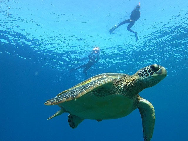 ■【PM】ボートで行く！サンゴと海ガメスノーケル付き♪個性にあふれる八重山諸島！組合せ自由自在の人気ツアー！石垣島・竹富島・西表島ホテルチョイス2泊3日（フリープラン）1