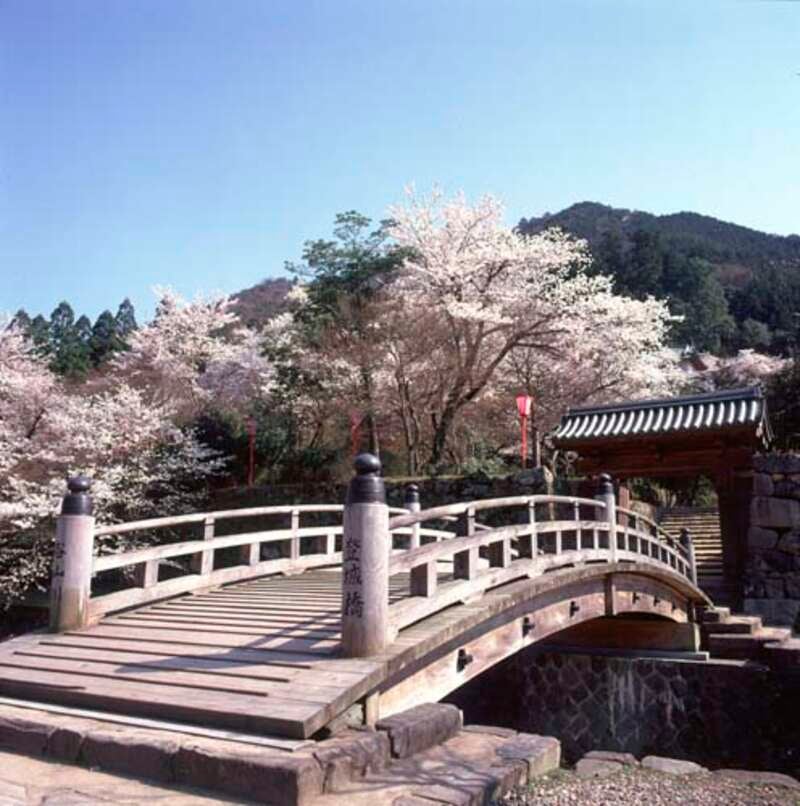 【小樽港発】新日本海フェリー新造船「けやき」で航く‼桜舞う日本三景「天橋立」・但馬の小京都「出石城下町」と奇跡の造形美「鳥取砂丘」（4日間）2