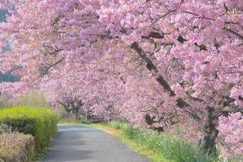 『伊豆半島の河津桜・伊豆大島の椿・房総半島 千倉の花畑　早春の半島 花めぐり　伊東温泉と白浜元湯温泉 ３日間』
