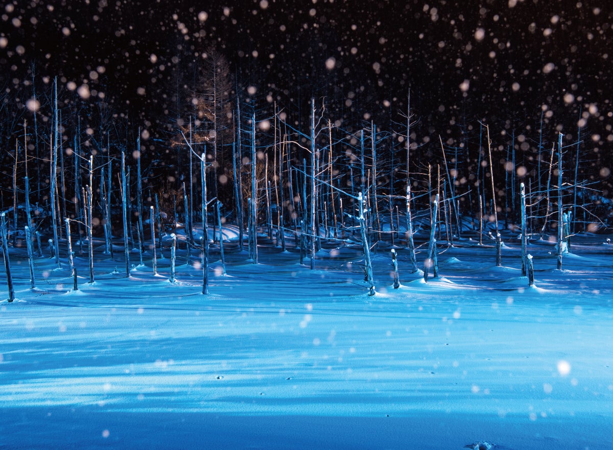 ★全日出発決定！★【11月～3月出発】行動展示で一躍人気になった旭山動物園をたっぷり満喫！冬しか味わうことの出来ない幻想的なライトアップした青い池散策3