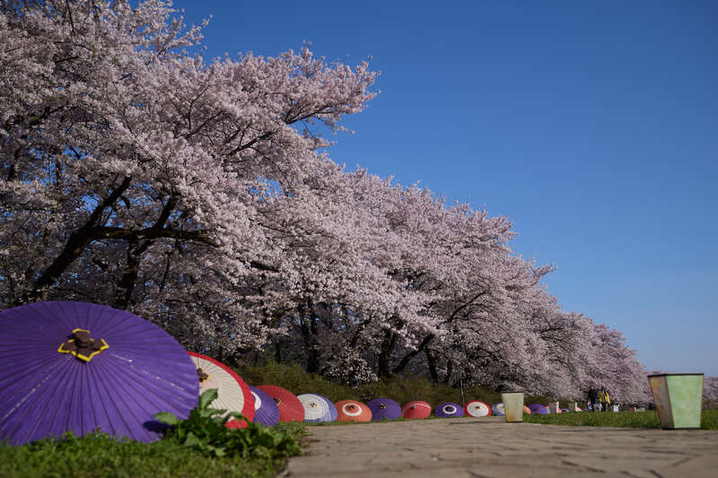 【小山駅・宇都宮駅・那須塩原駅発】みちのく三大桜を２日間で制覇！ 好立地ホテルに泊まる 春の北東北・５つの桜物語1
