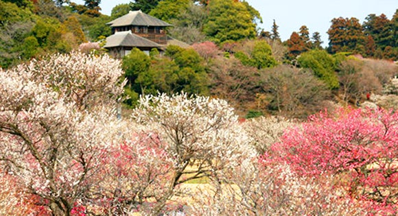＜新宿発・西船橋発＞ 日本三名園・水戸偕楽園の梅まつり と 絶景！大パノラマの渓谷美・竜神大吊橋　～本格手打ち！「名物・つけけんちん蕎麦」の昼食付き～1