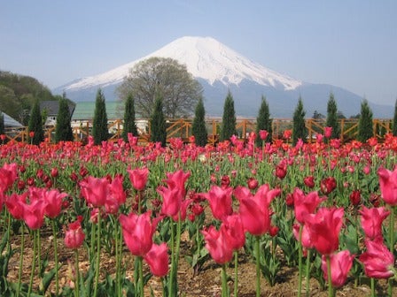 【新宿発】Ｗお花畑巡り！富士芝桜まつり＆花の都公園3