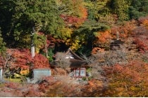 【春日井車庫・小牧発】＊日帰り昼食付＊『大和郡山「大河ドラマ館」　 多武峰・談山神社』3