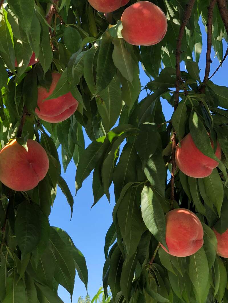 【山形県内発】 桃1箱お土産付！　福を招く「黄金桃」狩り食べ放題と リステル猪苗代 ひまわり畑＆アンブレラスカイ（日帰り）2