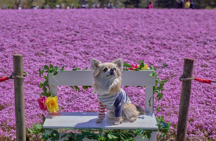 【愛犬同伴プラン】(5/8)☆わんちゃんOK☆『富士芝桜まつり』散策＆チューリップやネモフィラ等季節の花々鑑賞♪『天然酵母石窯ピザやタルト』のランチ付き日帰りvipわんツアー！1