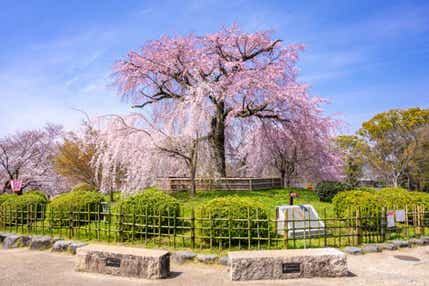 【宇都宮駅・小山駅発】桜のトンネル嵯峨野トロッコ列車・東寺夜桜ライトアップ 春爛漫 桜の京都10景めぐり 3日間