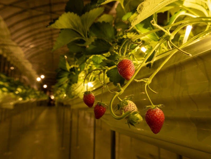 【東京都内発※町田を除く】 ☆.。.:キラキラ「THE FARM星空いちご園」の「夜のいちご狩り」へ♬ 人気上昇中！水の郷「佐原」スイーツ食べ歩き☆.。.: 日帰り3