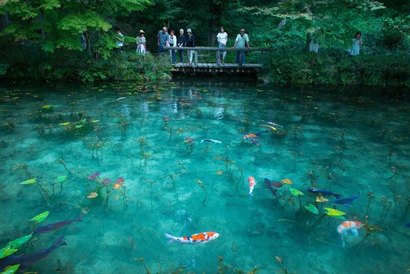【和歌山市内ルート発】 年に一度、天空の花園が開扉！『白山高山植物園』と雲上の白山ホワイトロード２日間3