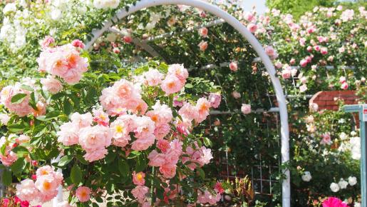 ＜Web割対象商品＞【キングツアーバス旅】どっさどっさ㏌フルーツ王国山梨～さくらんぼ＆バラ・野菜&ミニクロワッサンW詰め放題～〔新宿・吉祥寺発〕3