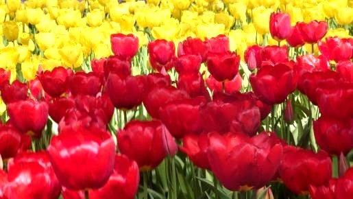 ＜Web割対象商品＞【キングツアーバス旅】一度は見たい！見渡す限りのネモフィラブルー　ひたち海浜公園ネモフィラ〔府中・調布発〕2