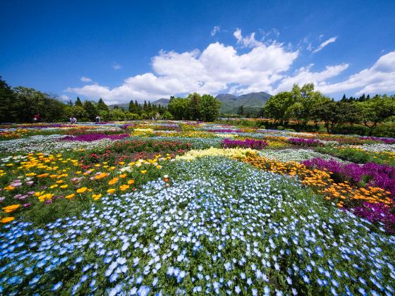 【西鉄旅行「かんぱち・いちろく」貸切特別企画/添乗員同行】 2026年5月30日(土)出発 特急「かんぱち号」で行く絶景のくじゅう花公園と 鶴見岳のミヤマキリシマ 1泊2日3