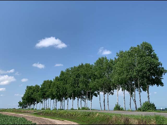 ■【新千歳空港利用】旅程2日目：トマム発着⇒旭山動物園・旭川1DAY号付！トマム ザ・タワー by 星野リゾート指定3泊4日（朝食付）3