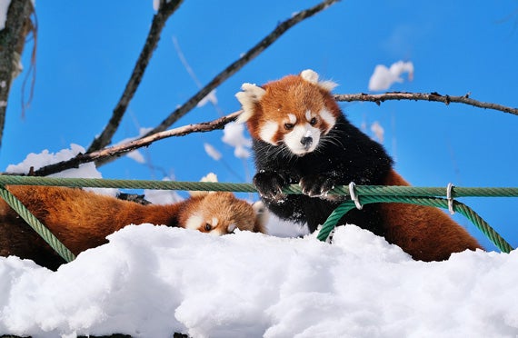 全日程催行確定★1名様からの出発保証【札幌発】冬ならではの醍醐味！日本最北の旭山動物園は東京ドーム約3個分！神秘的冬のライトアップした青い池を散策できる日帰りバスツアー1