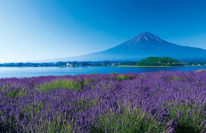 【横浜発】河口湖とラベンダー 富士山とラベンダー香る河口湖癒やし旅1