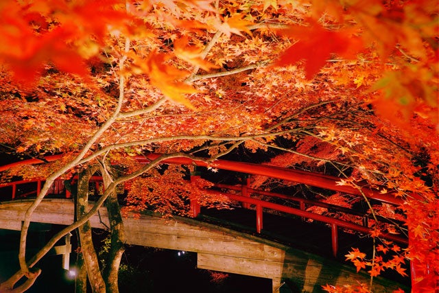 【新宿発】＜イチオシ新コース＞秋の味覚と紅葉満喫ツアー！松茸香る上州御膳の昼食＆伊香保温泉「河鹿橋」幻想的な紅葉ライトアップに感動！！話題の群馬名物「焼きまんじゅう」のおやつに「きのこ狩り」まで満載♪安心の夕食弁当付き！　日帰りバスツアー1