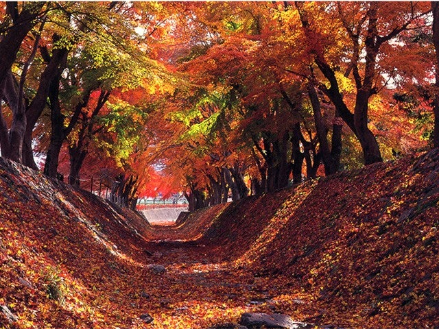 ■【山梨】紅葉と絶景温泉のW美景！紅葉の名所「河口湖もみじ回廊」＆絶景の露天風呂「みはらしの丘　みたまの湯」♪さらに！山梨名物ほうとうランチ＆大人気「桔梗信玄餅詰め放題」♪2