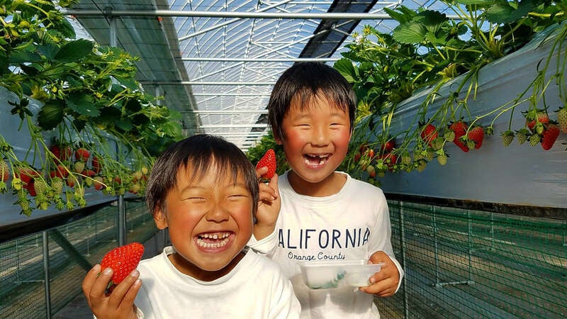 【神奈川県内・町田発】 県下最大級のハウス「イチゴザンマイ」 ラストシーズンいちご狩り食べ放題＆いちご１箱（約１㌔・加工用）詰め放題 「ミレーの美術館」山梨県立美術館・芸術の森公園のバラ 　日帰り2